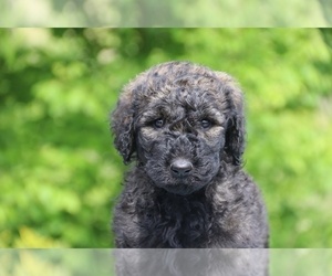 Goldendoodle Puppy for sale in UNION CITY, TN, USA