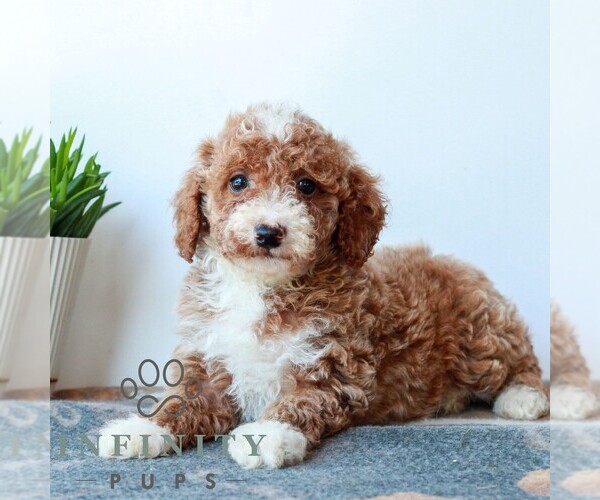 Medium Photo #1 Poodle (Miniature) Puppy For Sale in LITITZ, PA, USA