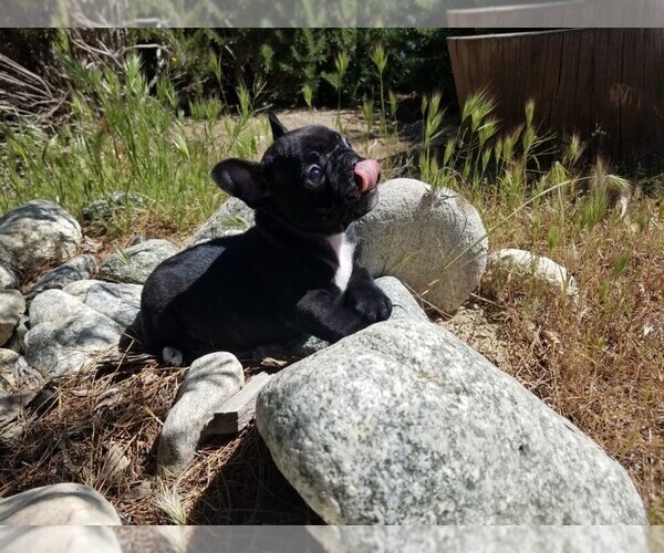 Medium Photo #5 French Bulldog Puppy For Sale in SANTA CLARITA, CA, USA