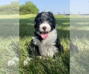 Aussiedoodle Puppy for sale in WARREN, IN, USA