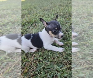 Rat Terrier Puppy for sale in BOONVILLE, NC, USA