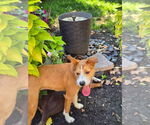 Small #4 Mutt