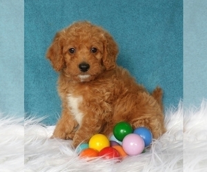 Miniature Labradoodle Puppy for sale in FREDERICKSBG, OH, USA