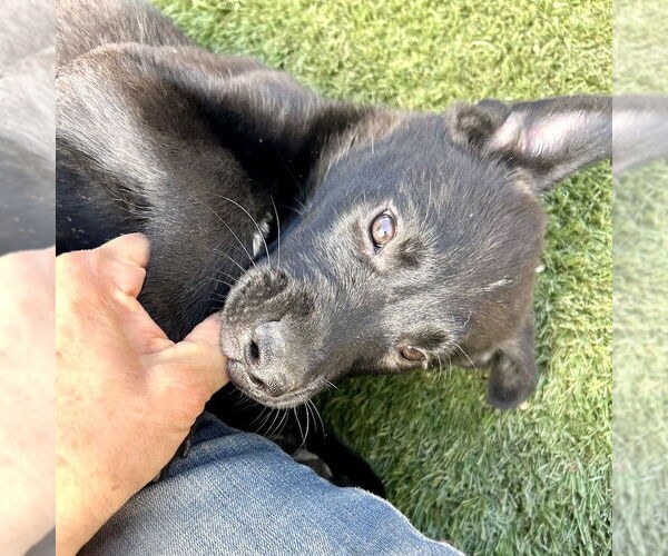 Medium Photo #4 Labrador Retriever-Unknown Mix Puppy For Sale in San Juan Capistrano, CA, USA