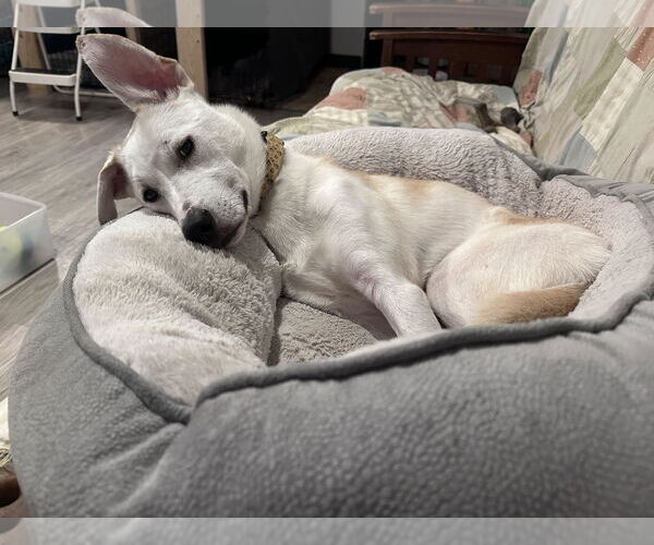 Medium Photo #17 Huskies -Labrador Retriever Mix Puppy For Sale in Brooklyn Center, MN, USA