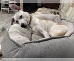 Small #16 Huskies -Labrador Retriever Mix