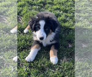 Australian Shepherd Puppy for sale in EXETER, MO, USA