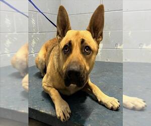 German Shepherd Dog Dogs for adoption in Woodland, CA, USA