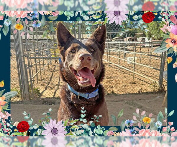 Medium Photo #5 Australian Kelpie Puppy For Sale in Ojai, CA, USA