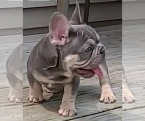 French Bulldog Puppy for sale in BOSTON, KY, USA