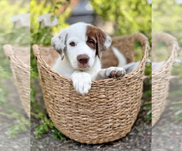 Medium Photo #10 Great Pyrenees-Unknown Mix Puppy For Sale in Corona, CA, USA