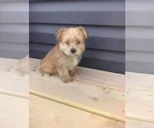 Morkie Puppy for sale in LAPEER, MI, USA