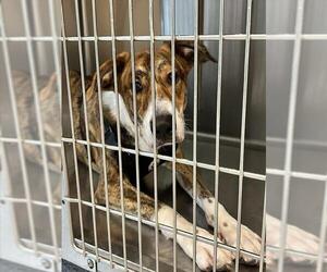 Shepradors Dogs for adoption in Houston, TX, USA