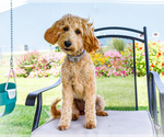 Small #7 Goldendoodle-Poodle (Miniature) Mix
