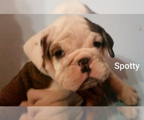 Medium Photo #22 English Bulldog Puppy For Sale in COLUMBUS, OH, USA