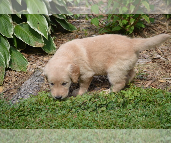 Medium Photo #17 Golden Retriever Puppy For Sale in GREENWOOD, WI, USA