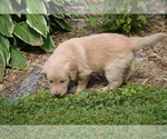 Puppy Rain Golden Retriever