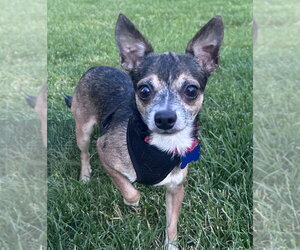 Chihuahua Dogs for adoption in Mundelein, IL, USA