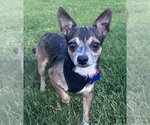 Small Chihuahua