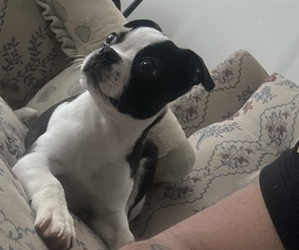 Boston Terrier Puppy for sale in CLEVELAND, OH, USA