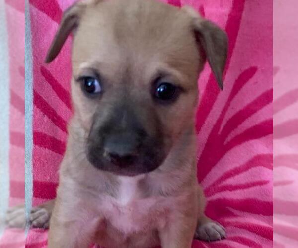 Medium Photo #2 Labrador Retriever-Unknown Mix Puppy For Sale in San Diego, CA, USA