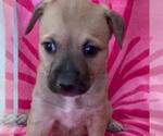 Small #1 Labrador Retriever Mix