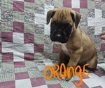 Small Photo #5 Boxer Puppy For Sale in PHIL CAMPBELL, AL, USA