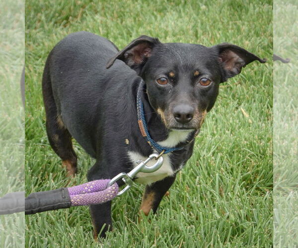 Medium Photo #3 Beagle-Chihuahua Mix Puppy For Sale in Huntley, IL, USA