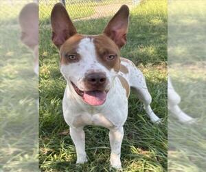 Mutt Dogs for adoption in Texas City, TX, USA