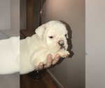 Small Photo #21 Bulldog Puppy For Sale in CHANDLER, AZ, USA