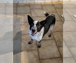 Border Collie-Unknown Mix Dogs for adoption in Aurora, IN, USA