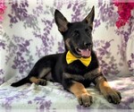 Small Photo #3 German Shepherd Dog Puppy For Sale in COCHRANVILLE, PA, USA