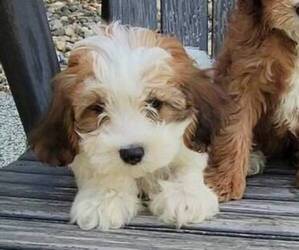 Cavapoo Puppy for sale in JASONVILLE, IN, USA