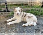 Small Photo #15 Border-Aussie Puppy For Sale in ANTELOPE, CA, USA