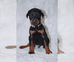 Puppy 1 Doberman Pinscher