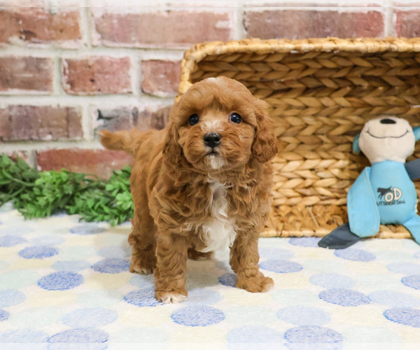 Medium Photo #20 Cavapoo (Miniature) Puppy For Sale in SYRACUSE, IN, USA