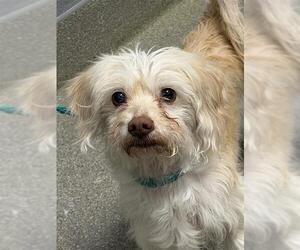 Maltese-Unknown Mix Dogs for adoption in Las Vegas, NV, USA