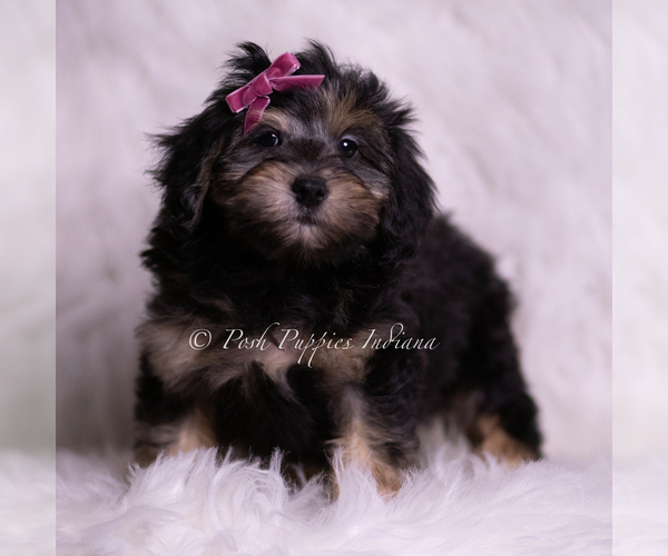 Medium Photo #5 Goldendoodle (Miniature) Puppy For Sale in WARSAW, IN, USA