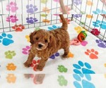 Small #6 Cavapoo (Miniature)-Poodle (Toy) Mix
