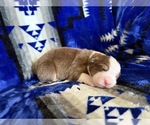 Puppy La Australian Shepherd