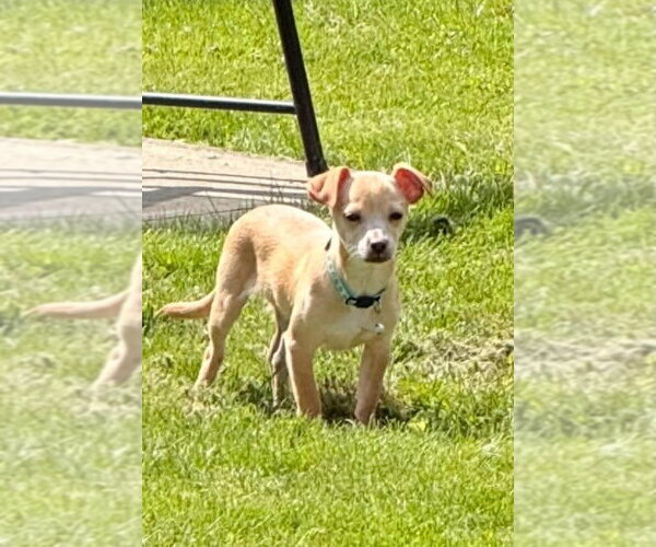 Medium Photo #1 Chiweenie Puppy For Sale in Springdale, PA, USA