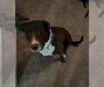 Small American Staffordshire Terrier Mix