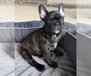 French Bulldog Puppy for sale in SPANISH FORT, AL, USA
