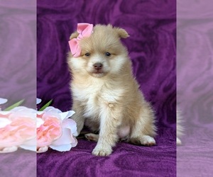 Pomeranian Puppy for sale in CHRISTIANA, PA, USA