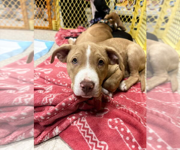 Medium Photo #4 Mutt Puppy For Sale in Wenonah, NJ, USA