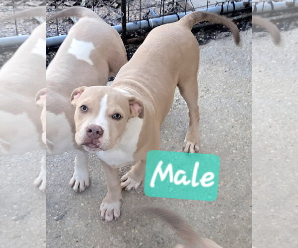 Medium Photo #3  Puppy For Sale in , 