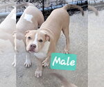 Small Photo #3  Puppy For Sale in , 