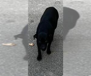 American Pit Bull Terrier Dogs for adoption in Houston, TX, USA