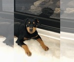 Small Photo #8 Rottweiler Puppy For Sale in CONROE, TX, USA