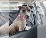 Small #1 American Pit Bull Terrier Mix